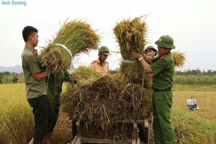 Hà Tĩnh: Công an Hương Sơn giúp dân gặt lúa chạy bão
