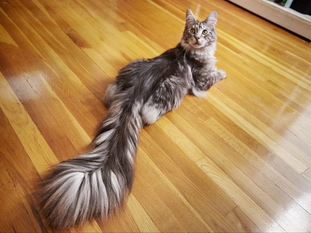 Chú mèo Cygnus với chiếc đuôi dài gần 50cm.