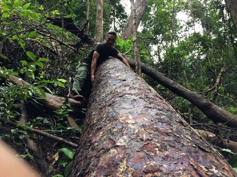 Những cây gỗ hàng trăm tuổi bị đốn hạ tại rừng Đắk Long