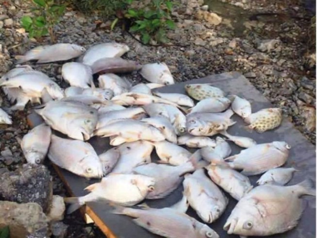 Cá chết bất thường trên sông Hoàng Mai
