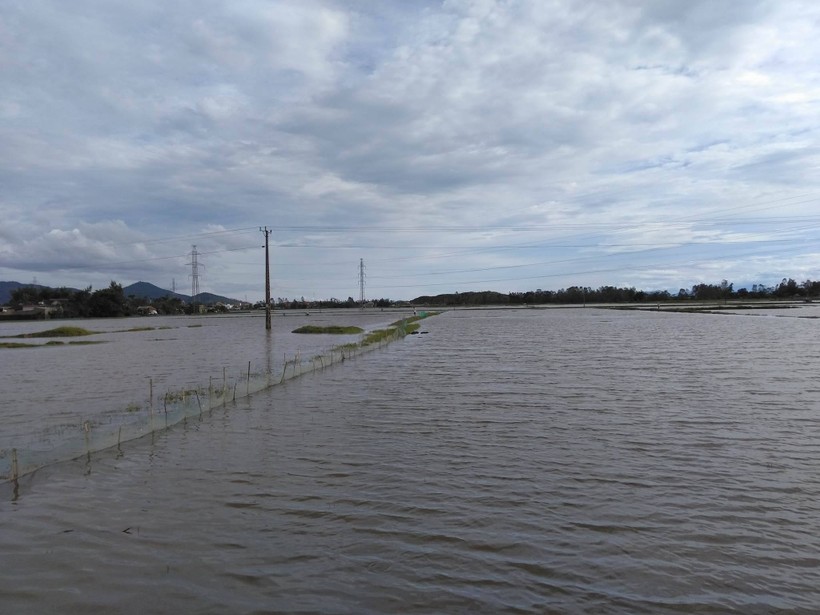 Khu vực nuôi cá vụ 3 của xã Hưng Phúc, huyện Hưng Nguyên, Nghệ An đã ngập trắng nước

