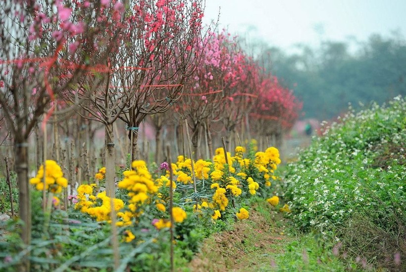 Những làng hoa rực rỡ nhất Việt Nam