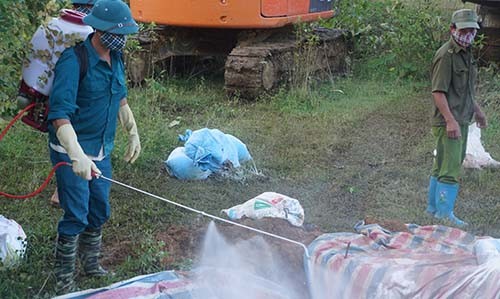 Thanh Hóa: Đã tiêu hủy xong gần 6.000 con lợn chết do mưa lũ