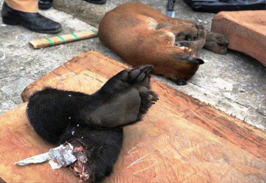 Bắt giữ xe khách BKS Lào giấu hàng trăm động vật quý hiếm trên nóc xe