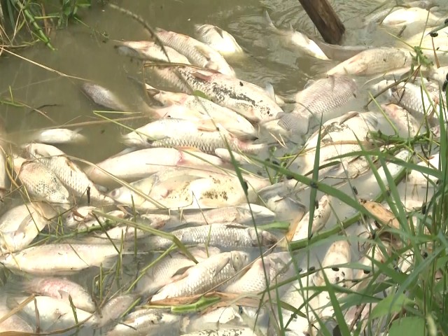 UBND tỉnh Quảng Ngãi yêu cầu xác minh vụ cá chết hàng loạt ở đập Hố Chuối