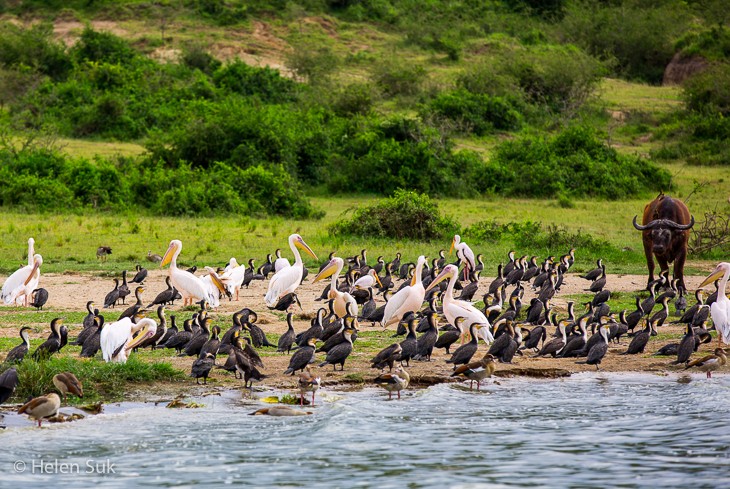 Đến Uganda khám phá động vật hoang dã hấp dẫn nhất thế giới