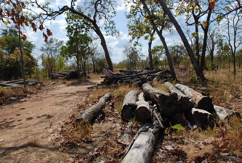 Cây rừng Ea Súp bị đốn hạ chỉ trong thời gian ngắn, hàng trăm héc ta rừng của huyện Ea Súp đã bị phá tan nát. Ảnh: Baotainguyenmoitruong.
