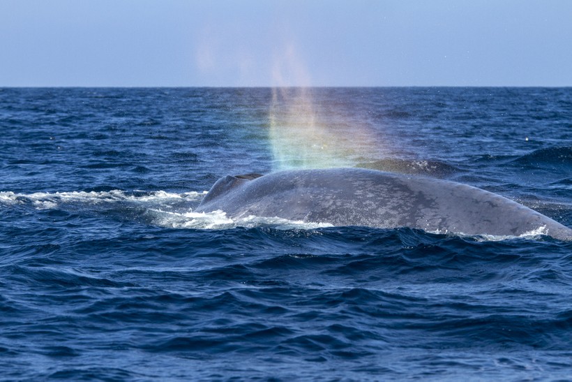 Cá voi: 242.332 ảnh có sẵn và hình chụp miễn phí bản quyền | Shutterstock