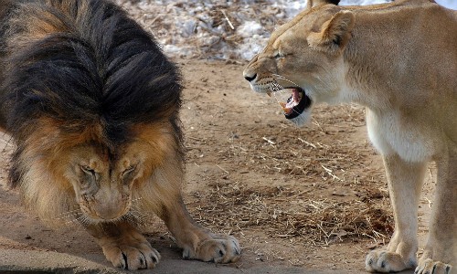 Tại sao sư tử đực có bờm? 