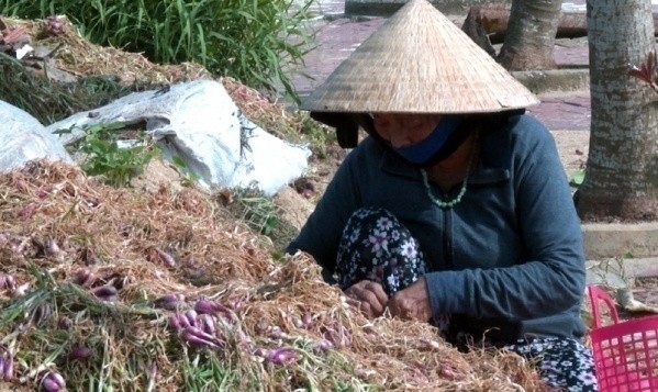 Mưa lớn kéo dài, người trồng hành tím tại Quảng Ngãi thiệt hại tiền tỷ. Ảnh: Báo VietNamNet.