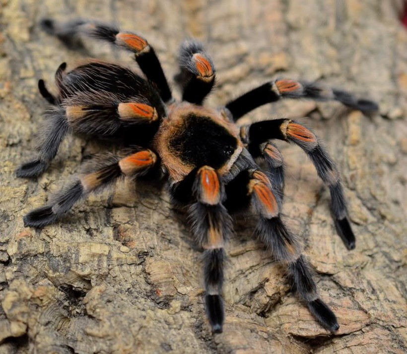 Dù là không sợ nhện thì cảnh tượng nhện khổng lồ Tarantula lột xác cũng khiến bạn thấy gai người