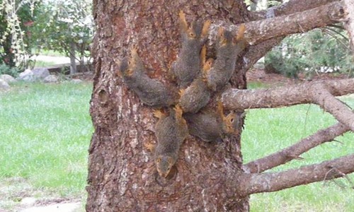 6 con sóc dính đuôi mắc kẹt trên cây