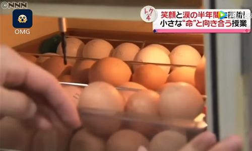 Lớp dạy nuôi gà trước khi giết thịt gây tranh cãi ở Nhật Bản