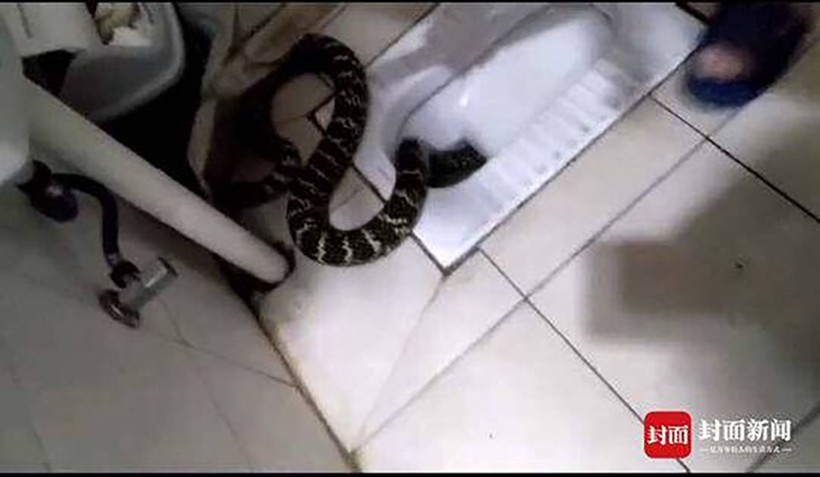 Chuẩn bị đi tắm, cô gái hoảng hồn thấy rắn khủng trong toilet