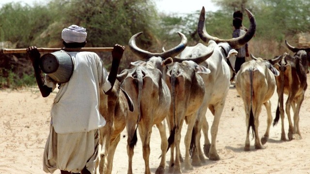 Ấn Độ: Bị dân làng đánh chết vì giết... bò