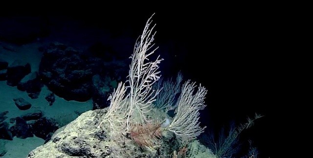 Phát hiện khu “rừng san hô” bí ẩn hơn 1000 tuổi, sâu 2.300m dưới đáy biển
