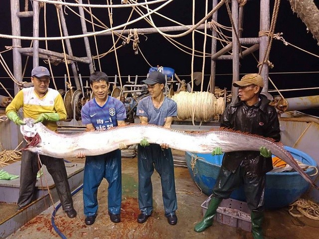 Thanh Hoá: Ngư dân bắt được cá hố khổng lồ nặng gần 1 tạ, 4 người mới nhấc lên nổi