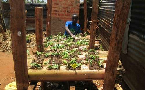 Học nông dân Kenya trồng rau sạch trên thân chuối