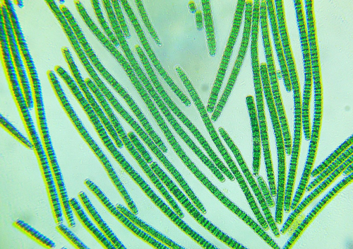 Chùm ngây và vi tảo Sprirulina hỗ trợ tiêu hóa cho bé