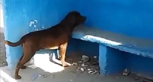 Chú chó thành hiện tượng lạ vì hàng ngày đến nhìn chằm chằm vào một bức tường xanh