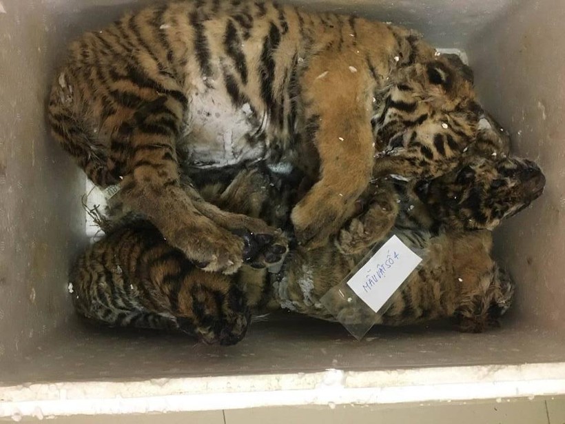 5 cá thể hổ được phát hiện đã chết