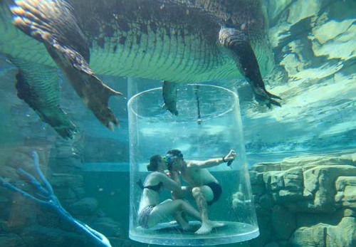 Anh chàng cầu hôn bạn gái giữa bầy cá sấu vây quanh