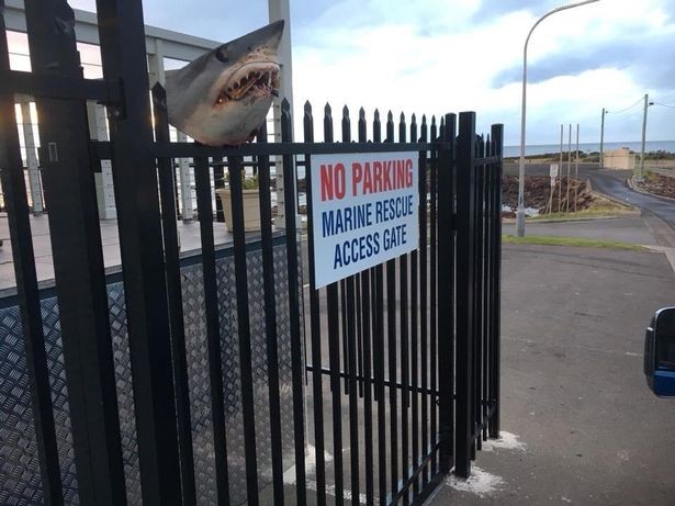 Hãi hùng cảnh đầu cá mập tươi nguyên bị gắn lên hàng rào kim loại
