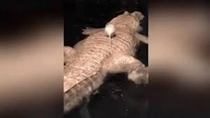 Du khách phấn khích khi chuột trốn thoát cá sấu bạch tạng