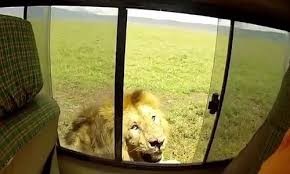 Sư tử nổi giận dọa cắn khi bị vuốt lưng