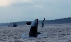 Cá voi sát thủ truy đuổi cá heo cảng ngoài khơi Canada