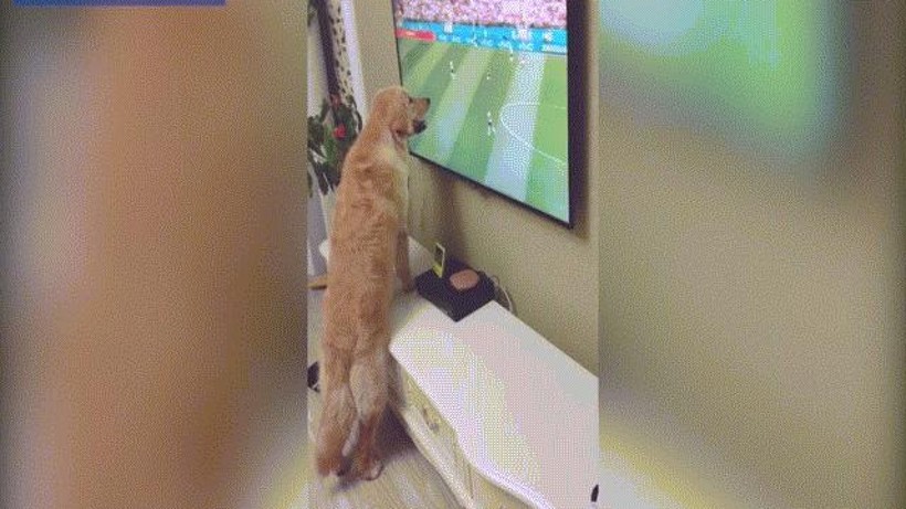 Video chó "cắm mặt" vào TV, xem World Cup chăm chú