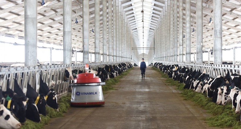 Tổ hợp trang trại công nghệ cao Thống Nhất tại Thanh Hóa – vừa khánh thành vào tháng 3/2018 sẽ là nơi chăm sóc và nuôi dưỡng những cô bò A2 thuần chủng.