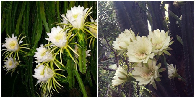 Cây xương rồng 30 năm tuổi bất ngờ nổi tiếng MXH vì nở hoa rực rỡ, ai nhìn cũng xuýt xoa mãi không thôi