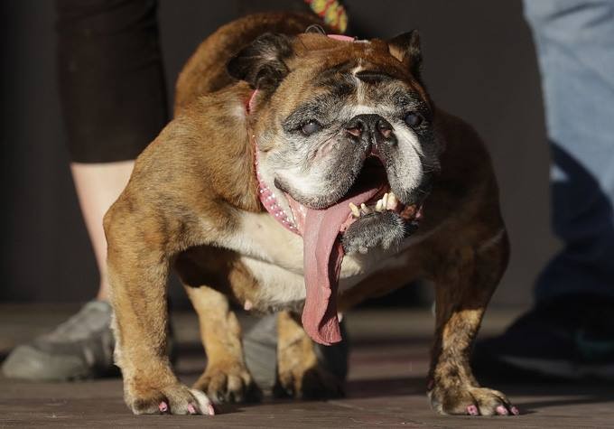 Chó lưỡi dài tới ngực giành giải xấu nhất thế giới