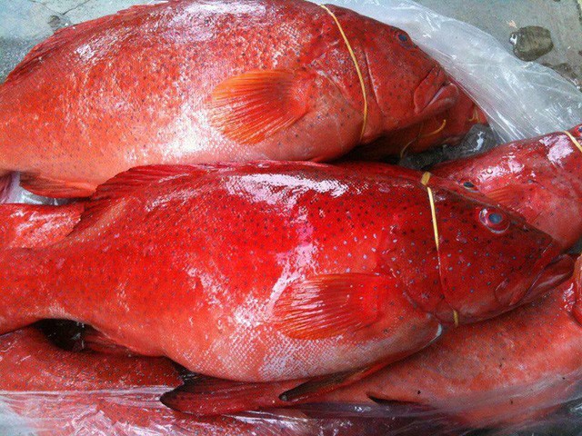 Cá mú đỏ chục triệu đồng/con, nhà giàu Việt mua để tủ lạnh ăn dần