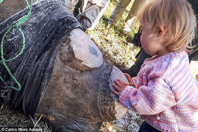 Khoảnh khắc ngọt ngào hiếm thấy: Bé gái nhẹ nhàng hôn chú tê giác bị cưa sừng khiến người lớn cũng phải lặng người suy ngẫm
