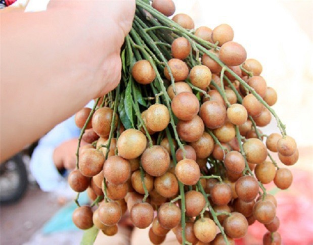 Chuyên gia Đông y tiết lộ: Thứ “quả vàng” mùa hè là vị thuốc rất quý nhiều người đang để phí