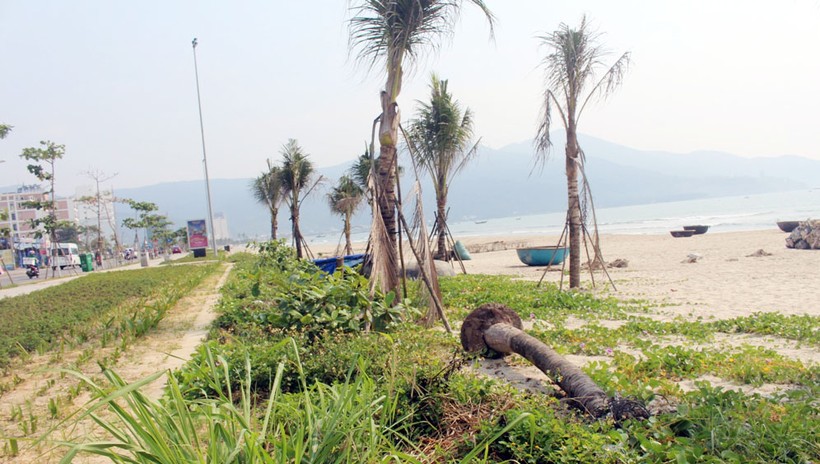 Hàng loạt cây dừa  ven biển trơ gốc