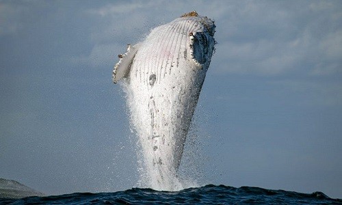 Cá voi lưng gù 20 tấn phi thân dựng đứng trên mặt biển