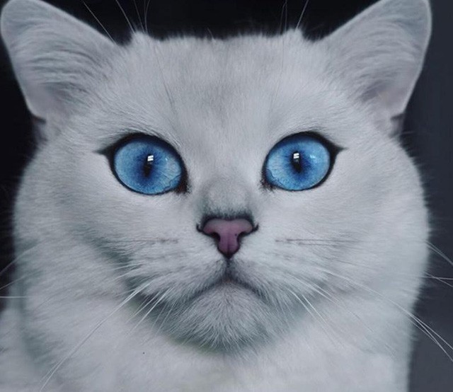 Mèo thành sao đình đám vì sở hữu đôi mắt “hút hồn nhất thế giới” 