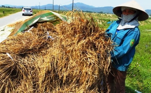 Vụ xuân 2017 người dân Hà Tĩnh mất trắng 10 vạn tấn lúa