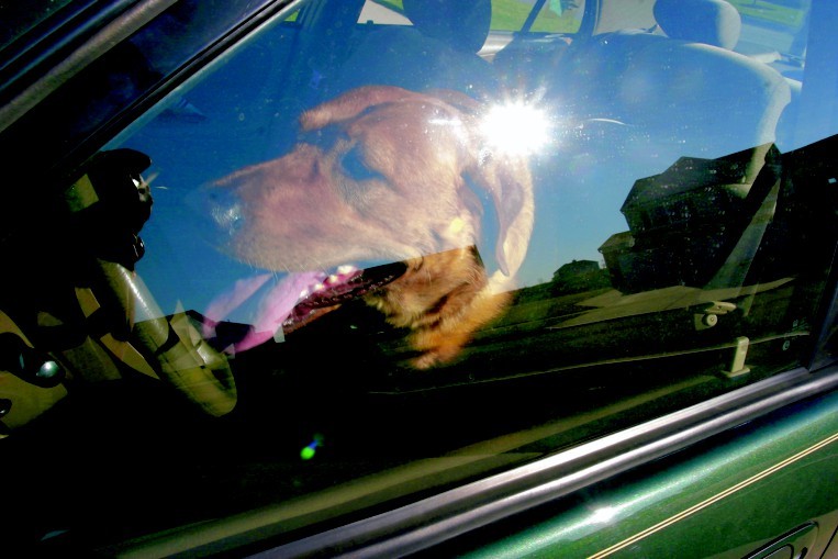 Để chó trong trong ô tô khi trời nóng - đây là sự thật khủng khiếp sẽ xảy ra 