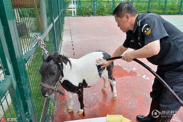 Để tạo hứng thú học môn Sinh, 1 trường tiểu học ở Trung Quốc đã nhập hẳn 2 con ngựa từ Anh về nuôi