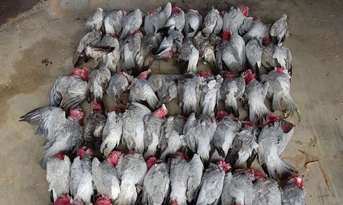 Hàng trăm con vẹt rơi xuống đường phố Australia