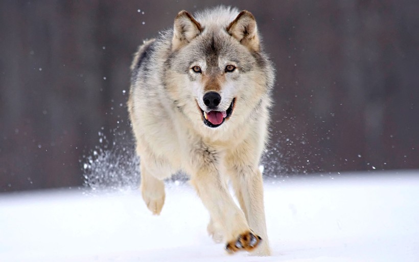Một nghiên cứu mới có quy mô lớn về DNA chó cổ đại và chó ngày nay khẳng định rằng những chú chó ở Mỹ không có nguồn gốc từ chó sói Bắc Mỹ  