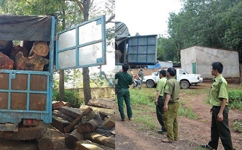 Gia Lai: Chở gỗ lậu bị bắt - bỏ hàng trốn chạy