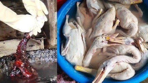 Nghệ An: Bắt quả tang cơ sở giết mổ vịt bằng cách thức vô cùng độc hại
