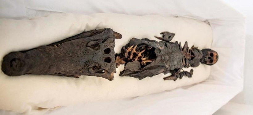 Phát hiên xác ướp hai đầu: Một đầu người, một đầu cá sấu