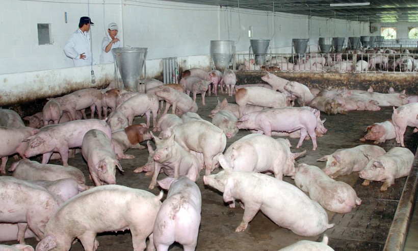 Hiện, giá thịt lợn hơi do các công ty chăn nuôi lớn bán ra đang chạm ngưỡng từ 54.000 - 57.000 đồng/kg