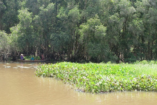 Một góc Vườn quốc gia Tràm Chim (hình chụp vào tháng 7/2018)